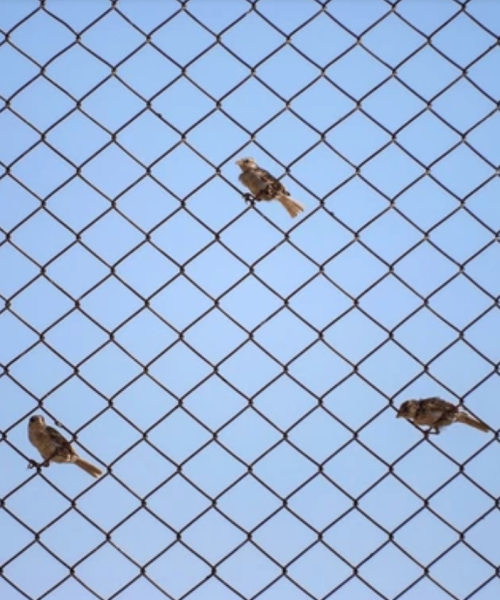 21-447-Bird-Netting-Royalty-Free-Images-Stock-Photos-Pictures-Shutterstock